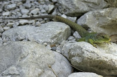 Lucertola ocellata- Ocellated Lizard (Timon lepidus )
