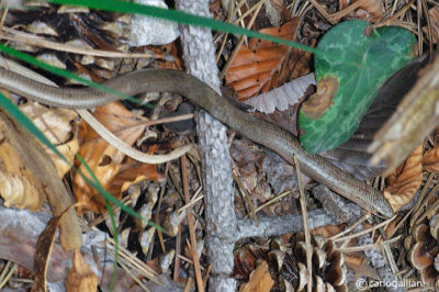 Orbettino-Slow Worm (Anguis fragilis )