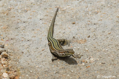 Lucertola spagnola- Iberian Wall Lizard  (Podarcis hispanica)