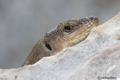 Lucertola adriatica- Dalmatian Wall Lizard  (Podarcis melisellensis)