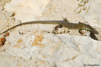 Lucertola adriatica- Dalmatian Wall Lizard  (Podarcis melisellensis)