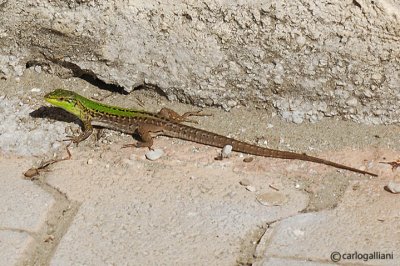 Lucertola campestre-Italian Wall Lizard  (Podarcis sicula)