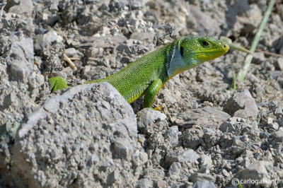 Ramarro gigante -Balkan Green Lizard (Lacerta trilineata)
