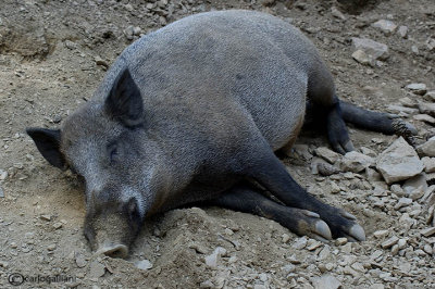 Cinghiale-Wild boar (Sus scrofa )