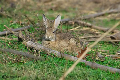 Coniglio selvatico-Rabbit ( Oryctolagus cuniculus )