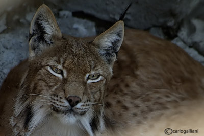 # Lince-Eurasian Lynx  (Felix lynx)