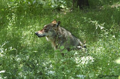 # Lupo- Wolf  (Canis lupus)