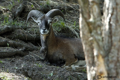 Muflone-Mouflon (Ovis musimon )