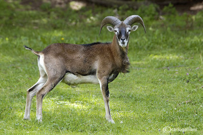 Muflone-Mouflon (Ovis musimon )