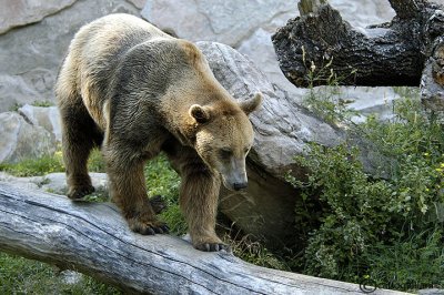 # Orso- Brown Bear (Ursus arctos )