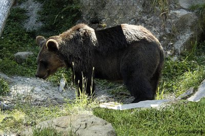 # Orso- Brown Bear (Ursus arctos )
