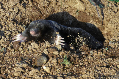 Talpa-European Mole (Talpa europaea )