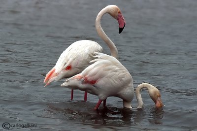 Fenicottero- Greater Flamingo (Phoenicopterus roseus)