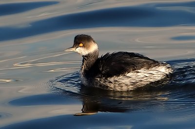 Svasso piccolo - Black-necked Grebe (Podiceps nigricollis)