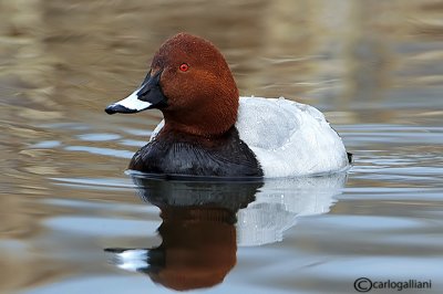 Moriglione-Common Pochard (Aythya ferina)	