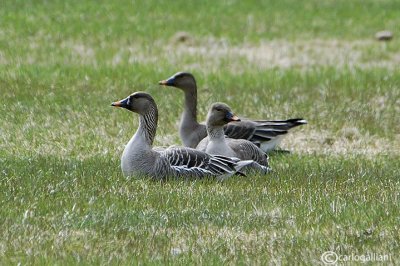 Oca granaiola-Bean Goose (Anser fabalis)	