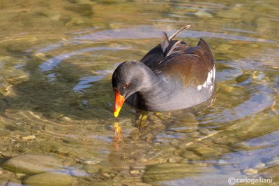 Gallinella d'acqua-Common Moorhen  (Gallinula chloropus)