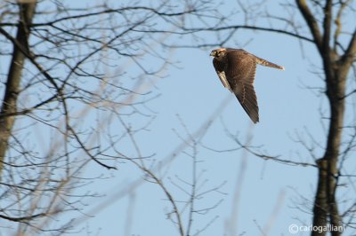 Falco pellegrino- Peregrine (Falco peregrinus)