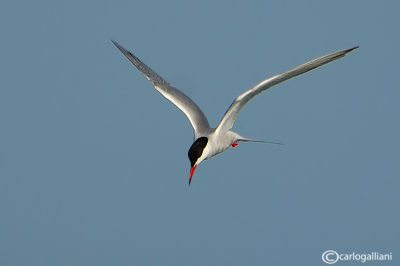 Sterna comune-Common Tern (Sterna hirundo)