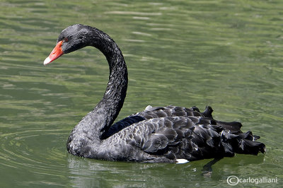 Cigno nero-Black Swan (Cygnus atratus)	