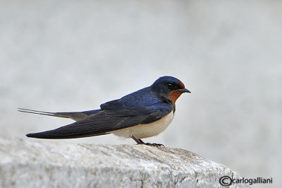 Rondine-Barn Swallow (Hirundo rustica