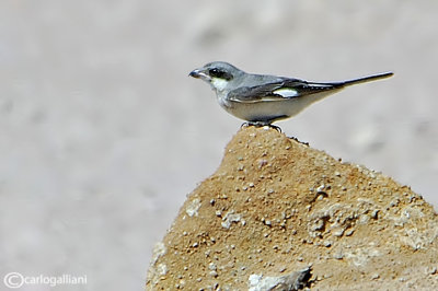 Averla cenerina- Lesser Grey Shrike(Lanius minor)