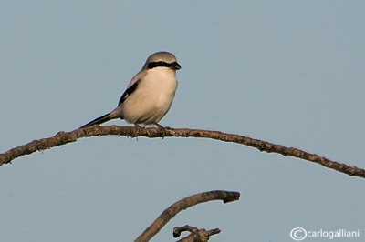 Averla maggiore- Great Grey Shrike (Lanius excubitor)