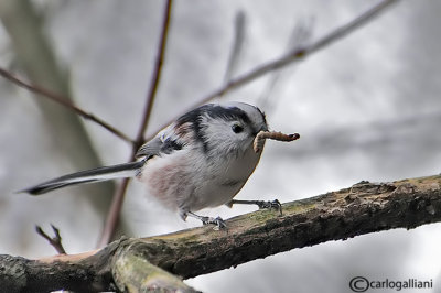 Codibugnolo- Long-tailed Tit(Aegithalos caudatus)