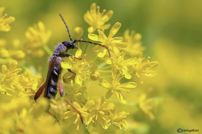 Stenopterus rufus