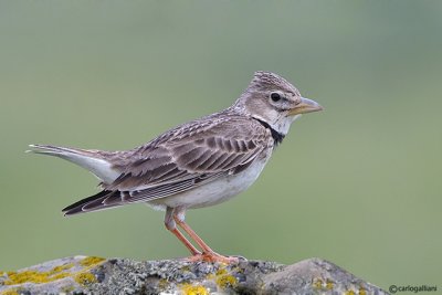 Calandra-Calandra Lark (Melanocorypha calandra)