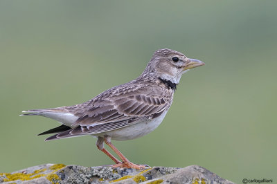 Calandra-Calandra Lark (Melanocorypha calandra)