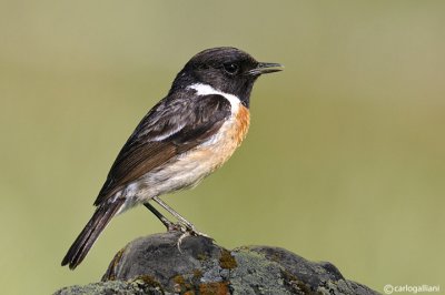 Saltimpalo- European Stonechat(Saxicola rubicola)