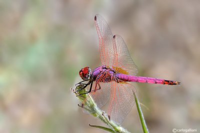 Trithemys annulata male