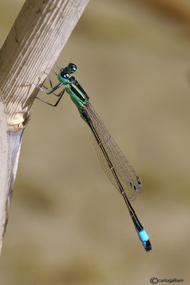   Ischnura genei male