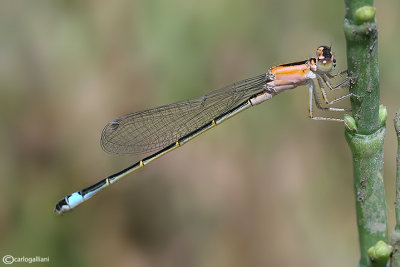 Ischnura genei female