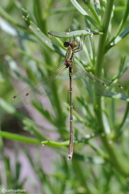 Lestes barbarus male