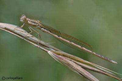 Sympecma fusca  male