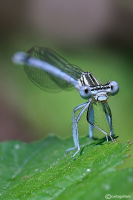 Platycpennis pennipes