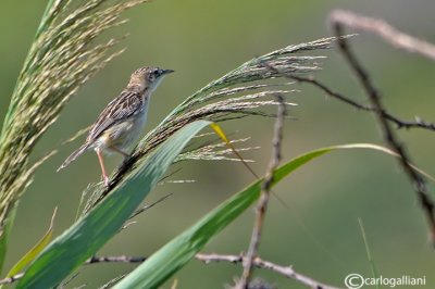 Beccamoschino - Fan-tailed Warbler - Cisticola juncidis	