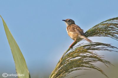 Beccamoschino - Fan-tailed Warbler - Cisticola juncidis	