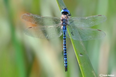 Aeshna affinis male