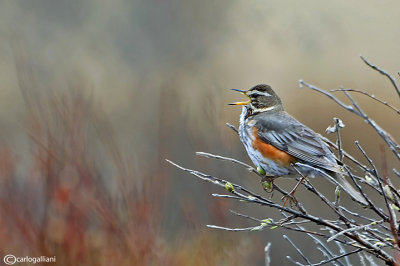 Tordo sassello-Redwing (Turdus iliacus)