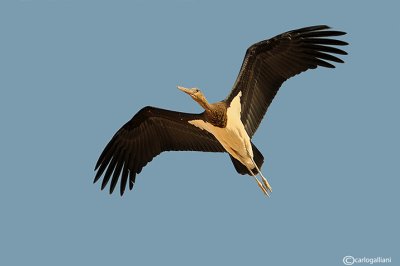 Cicogna nera-Black Stork  (Ciconia nigra)