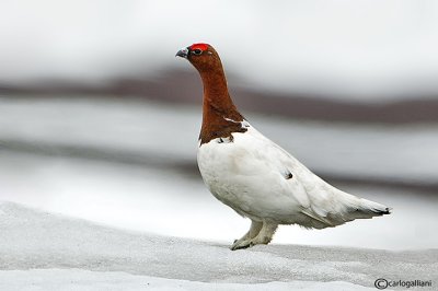 Pernice bianca nordica-Willow Grouse (Lagopus lagopus)