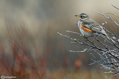 Tordo sassello-Redwing (Turdus iliacus)