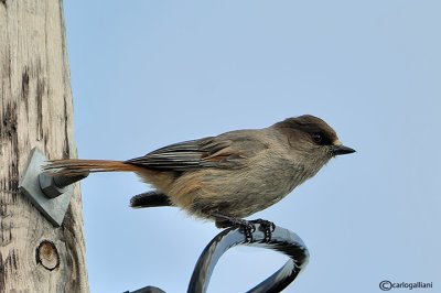 Ghiandaia siberiana-Siberian Jay (Perisoreus infaustus)