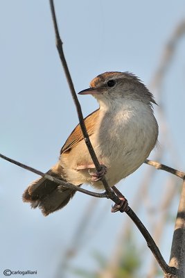 Usignolo di fiume-Cetti's Warbler (Cettia cetti)