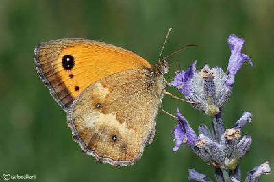 Pyronia tithonus