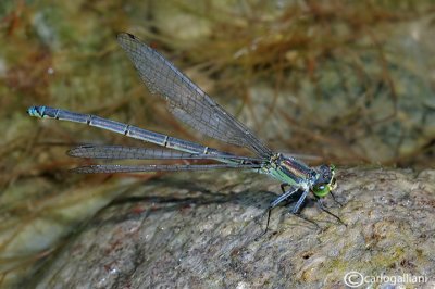   Erythromma viridulum female