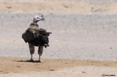 Avvoltoio orecchiuto - Lappet faced Vulture	(Torgos tracheliotus)